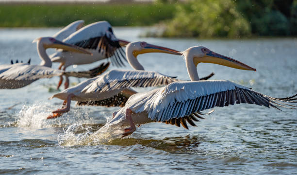 istock Danube Delta, Romania. The Great White Pelican flying over water 980127098