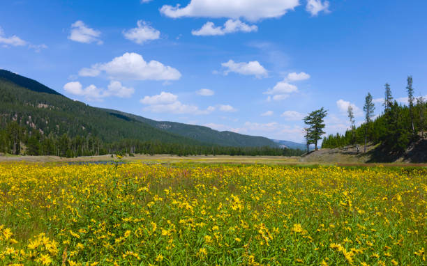 야생 꽃 피어, 옐로스톤, 몬태나, 미국. - landscape montana wildflower flower 뉴스 사진 이미지