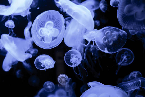 istock Jellyfish in the dark 980127806