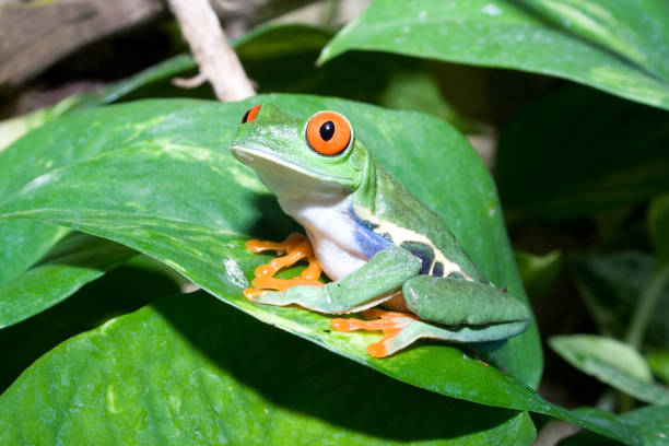 istock Red-eyed tree frog in terrarium 98013045