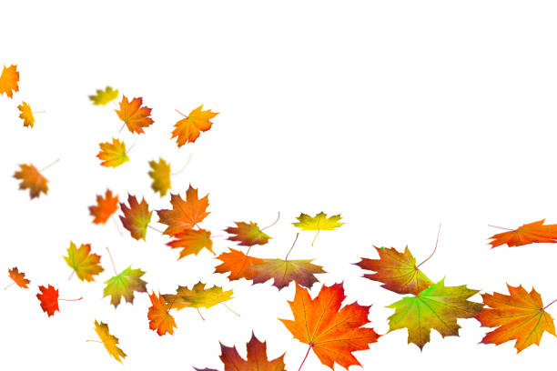 colorful fall leaves on white background