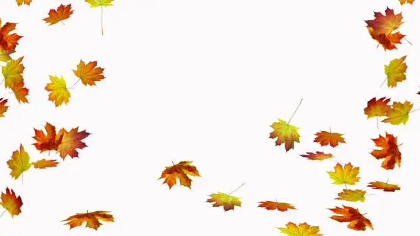 Photo of autumn leaves on white background