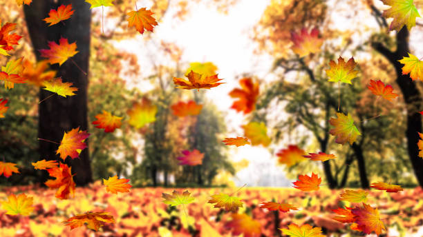 hoja caída en octubre - autumn leaf falling wind fotografías e imágenes de stock