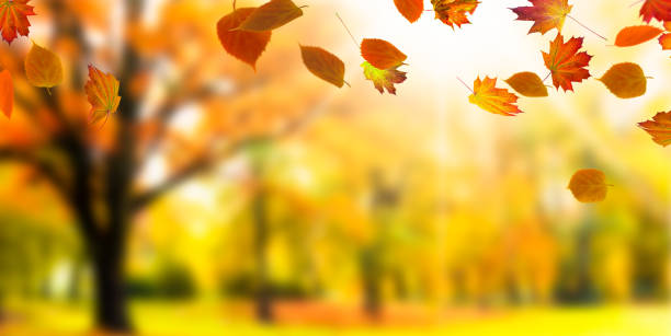 istock colorful blurred autumn background 980131552