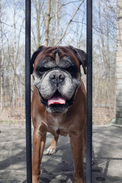 istock Boxer dog at the abandoned place. 980131620