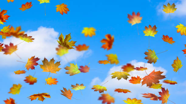 istock colorful maple leaves on blue sky 980134466