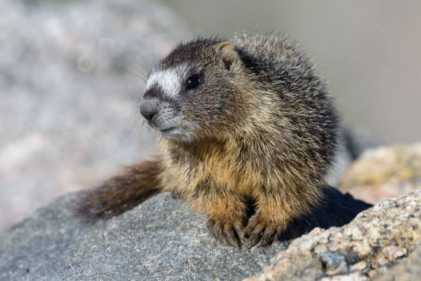 Groundhog Whistle Pig Rodent Squirrel Stock Photos, Pictures & Royalty-Free  Images - iStock