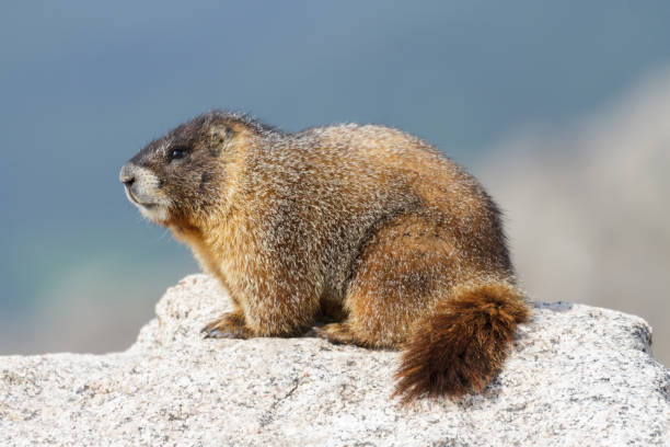 Marmot Resting on Rock at the Top of Mount Evans, Colorado Marmots are common in the Rocky Mountains and are very sociable animals. They are related to squirrels. littleton colorado stock pictures, royalty-free photos & images