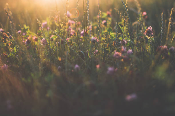 istock Cleaver grass [Trifolium pratense]l on a meadow 980136138