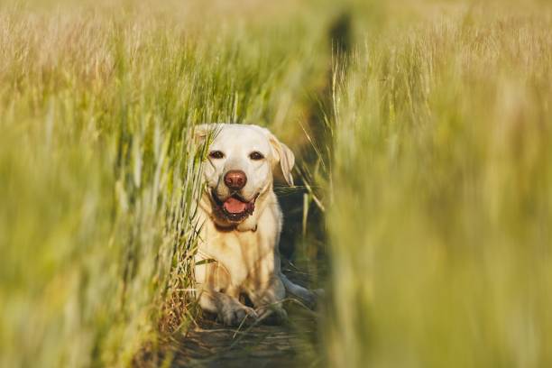 istock Happy dog in countryside 980138422