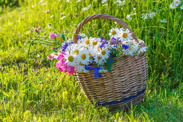 istock Old wicker basket with wild flowers on sunny lawn 980140612