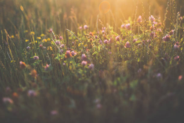 istock Cleaver grass [Trifolium pratense]l on a meadow 980149440