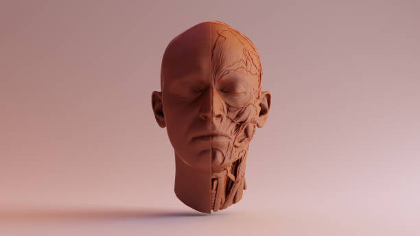 istock Chocolate Clay Anatomical Ecorche Human head 980151692