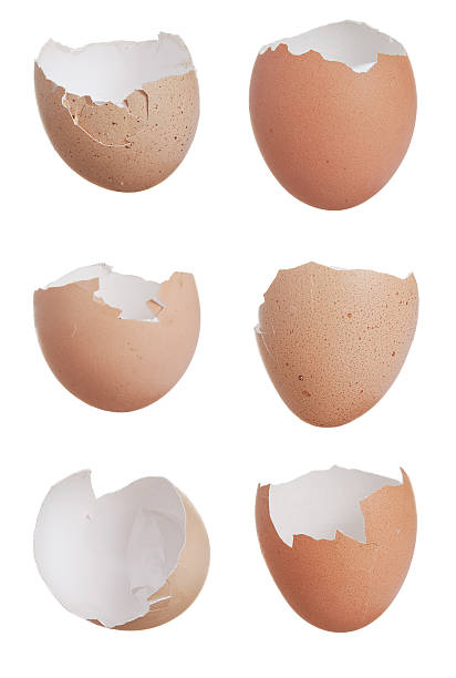 Six broken egg shells stock photo