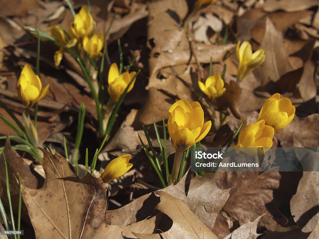 Amarillo brillante azafrán vernus en seco hojas de primavera - Foto de stock de Pensilvania libre de derechos