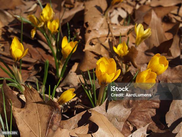 Amarillo Brillante Azafrán Vernus En Seco Hojas De Primavera Foto de stock y más banco de imágenes de Pensilvania