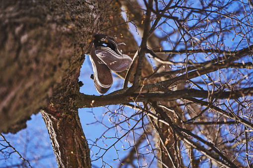 Old shoes rotting in the tree.