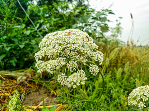 Allium sativum, the scientific name of the garlic flower.