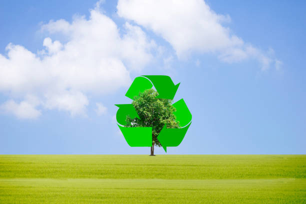 istock Recycle waste to protect the environment and trees. 980167242