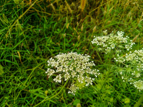 Allium sativum, the scientific name of the garlic flower.