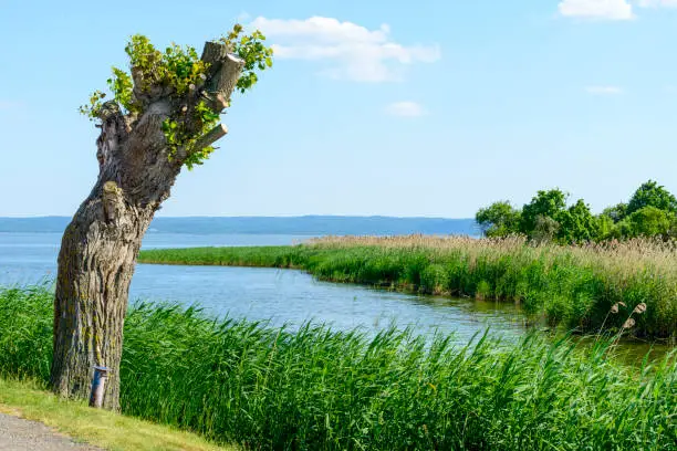 Summer landscape of Vistula Spit in Krynica Morska, Poland