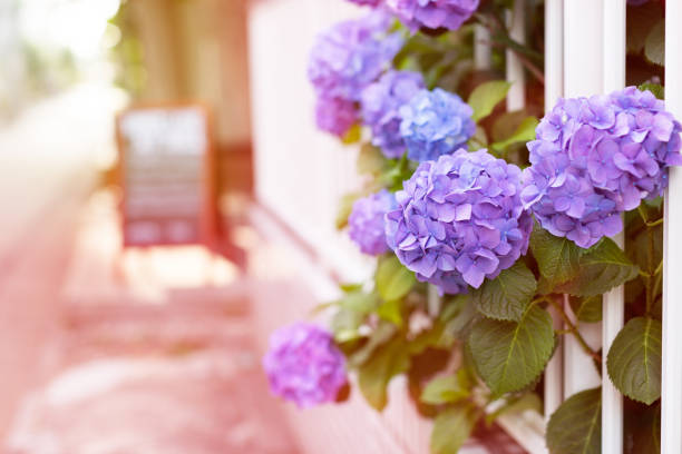 violet hydrangeas and white fence - hydrangea gardening blue ornamental garden imagens e fotografias de stock