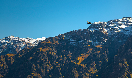 An Andes Condor (Vultur gryphus) flying above the snowy peaks of the Andes mountain range by the Cruz del Condor (the Condors' cross) in the Colca Canyon near Arequipa, Peru.