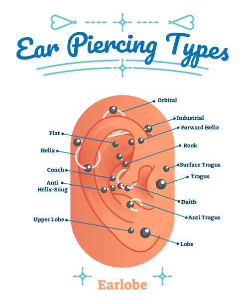 illustrazioni stock, clip art, cartoni animati e icone di tendenza di diagramma di illustrazione vettoriale medica di bellezza e moda con tipi di piercing all'orecchio. schema etichettato per lobo umano forato con esempi di lobo, elica, conca, torre, tragus e daith. - pierced