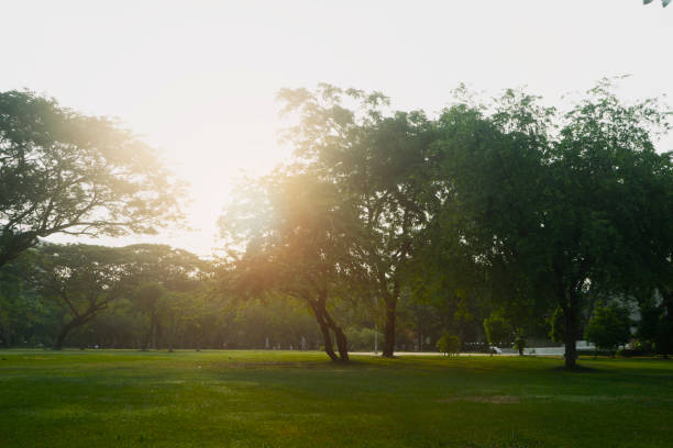 istock green grass field in big city park 980179704