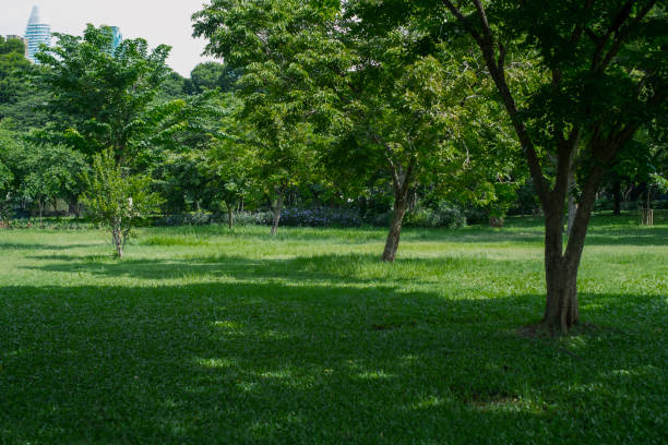 istock green grass field in big city park 980179892