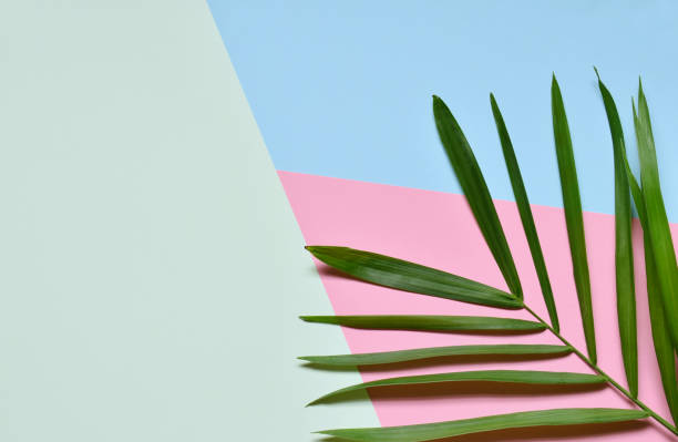 istock Creative minimal summer idea. Green leaf branches. Palm leaves on pastel colors. Tropical exotic background with empty space for text. Concept creative art. Flat lay, top view. 980183380
