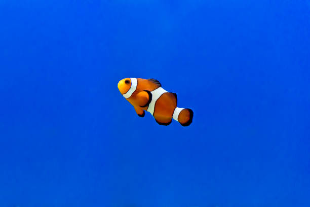 istock Aquarium fishes in salt water 980192162