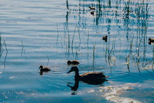 istock Duck with ducklings swimming in the lake 980195798
