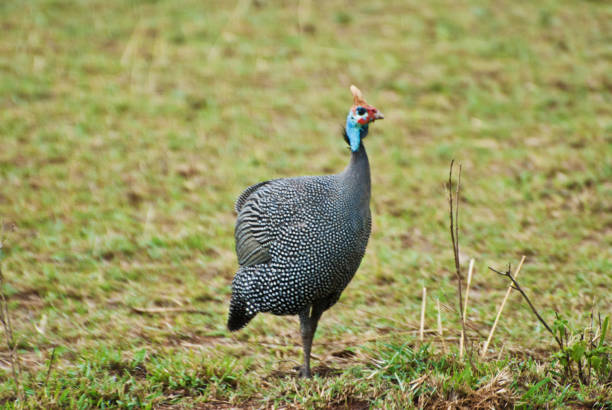 istock Helmeted Guineafowl (Numida Meleagris) On Dry Grass 980203334