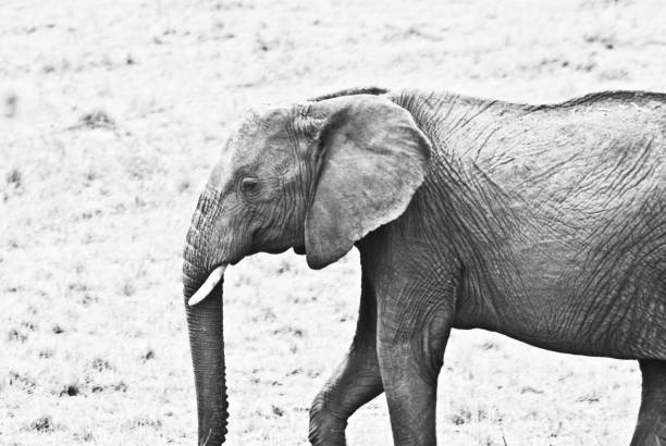 istock African Elephant In The Bush 980204142