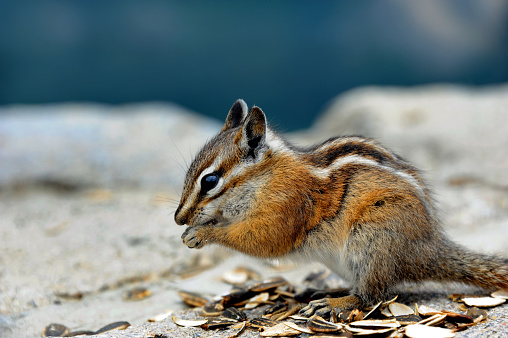 Lone chipmunk feeds on the sunflower seeds tourist gave him.  He is on the crest of the Beartooth Pass in Montana.