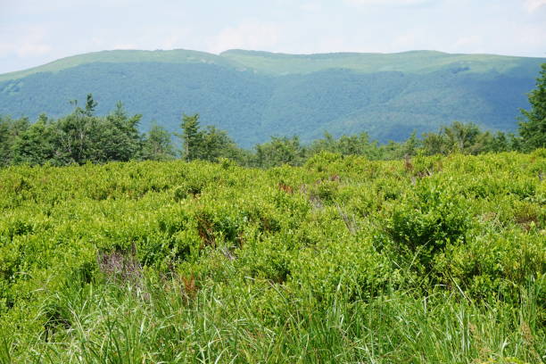 istock Bieszczady Mountains in Poland 980204760