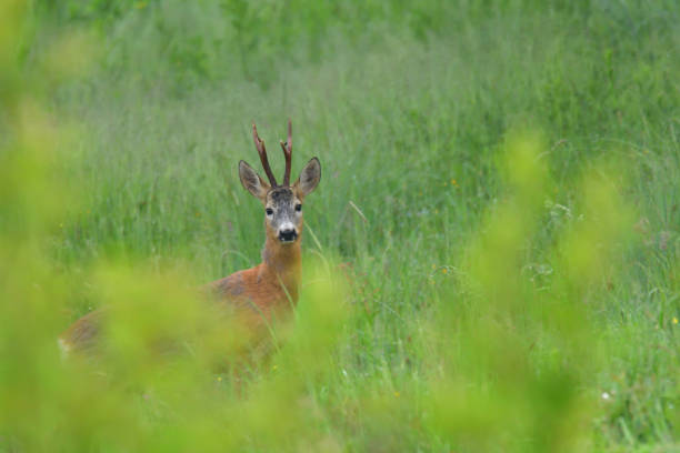istock Roebuck with antlers watching in the grass 980204818