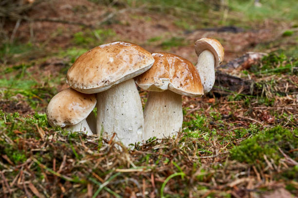 istock Boletus edulis. Fungus in the natural environment. 980213468