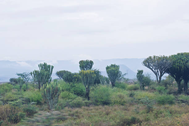 savanah avec euphorbia candelabrum arbre (aka candélabres ; mélangée à du miel, sa sève était utilisée comme purgatif pour soigner la syphilis) - sub saharan africa photos et images de collection