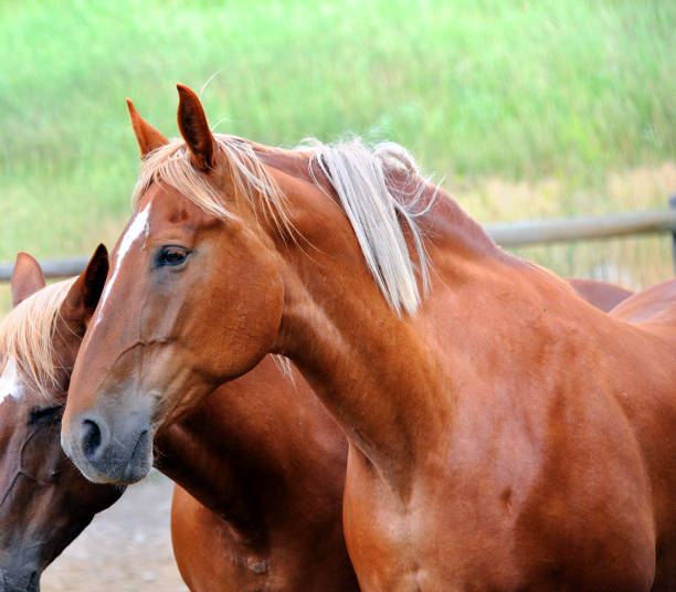 istock Head and Shoulders of Chestnuts 980219828
