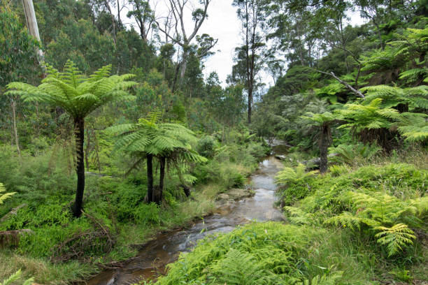 istock A brook in Blue Mountains in Australia 980219970