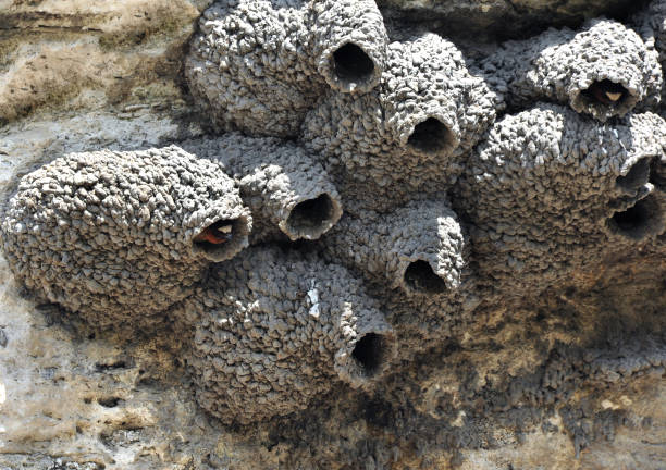 istock Head of American Cliff Swallow 980219984