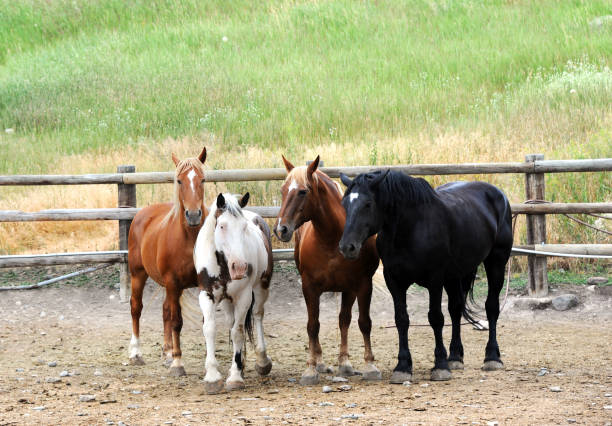 istock Horse Herd in Montana 980220384