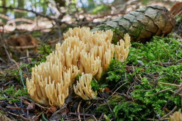 istock Ramaria. Fungus in the natural environment. 980220444
