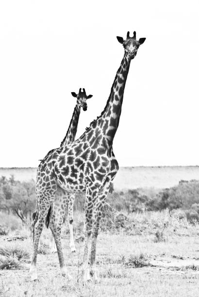 istock Pair Of Masai Giraffe (aka Kilimanjaro Giraffe) 980222692