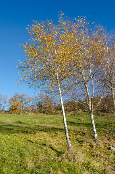istock countryside landscape with birches 980224228