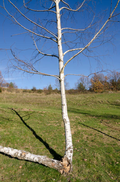 istock countryside landscape with birches 980224258