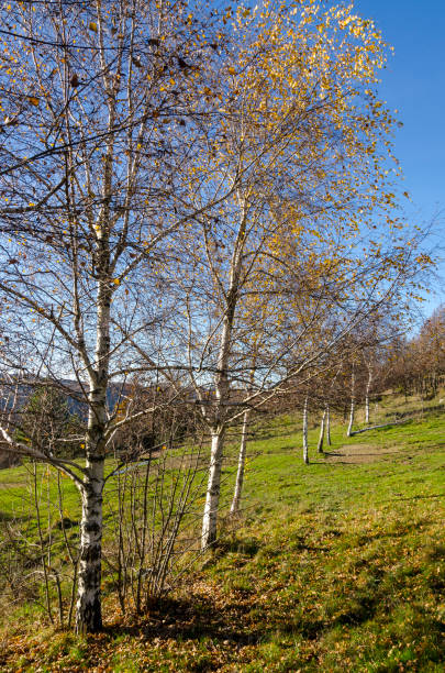 istock countryside landscape with birches 980224262