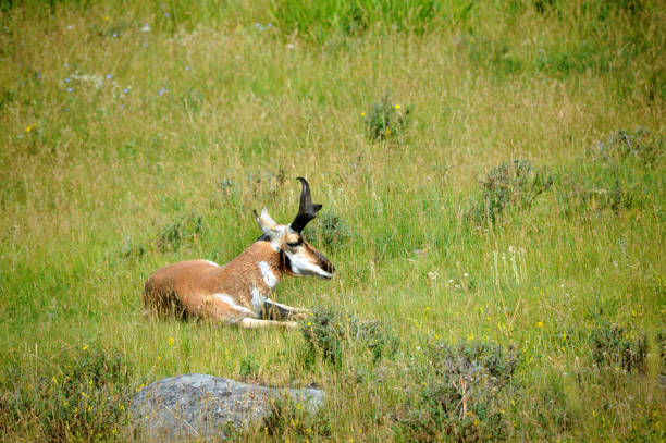 istock Pronghorn Rests in Meadow 980224276